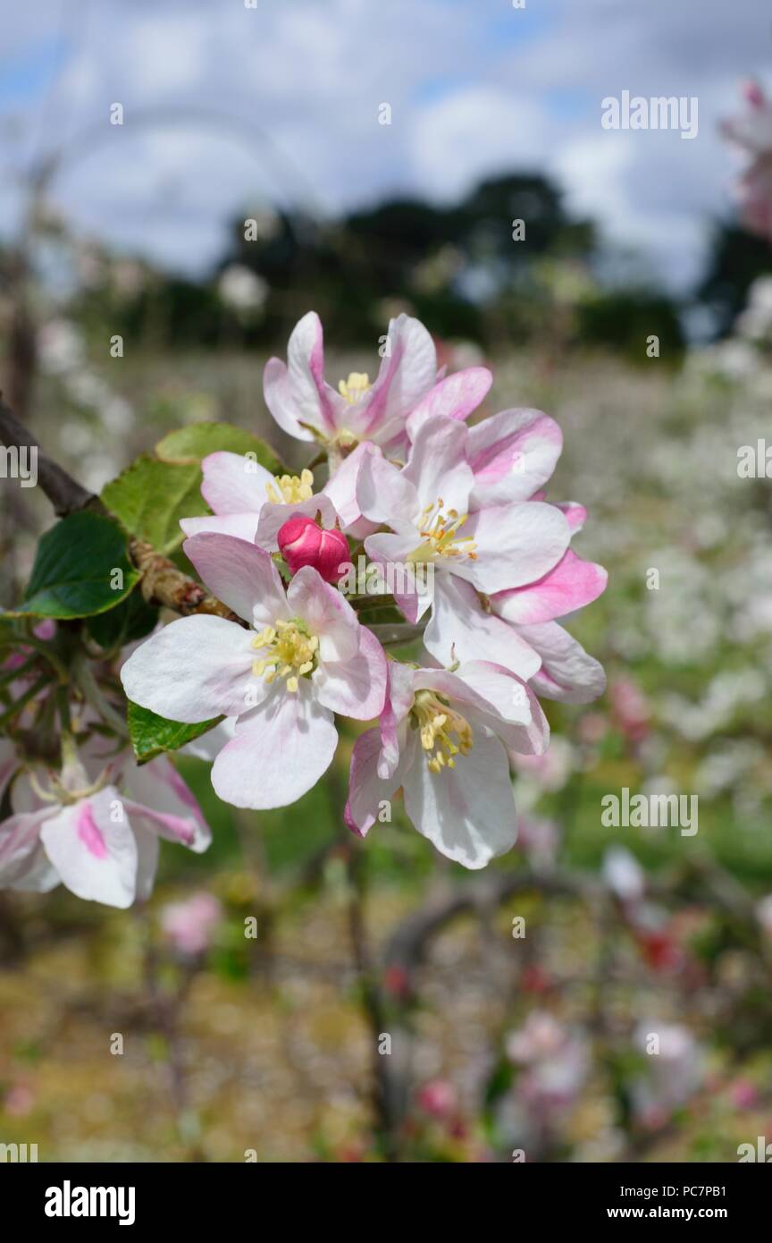 Apple sconosciuto Foto Stock