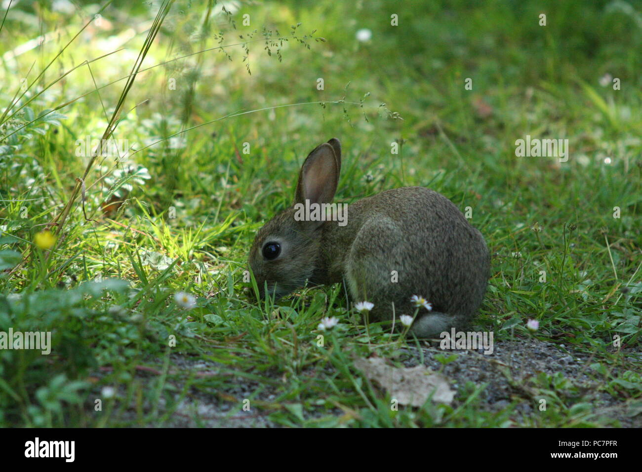 Wild baby alimentazione coniglio , non ha ancora trovato un timore di esseri umani come ancora, giorno di estate in un prato hensol foresta appena fuori cardiff Foto Stock