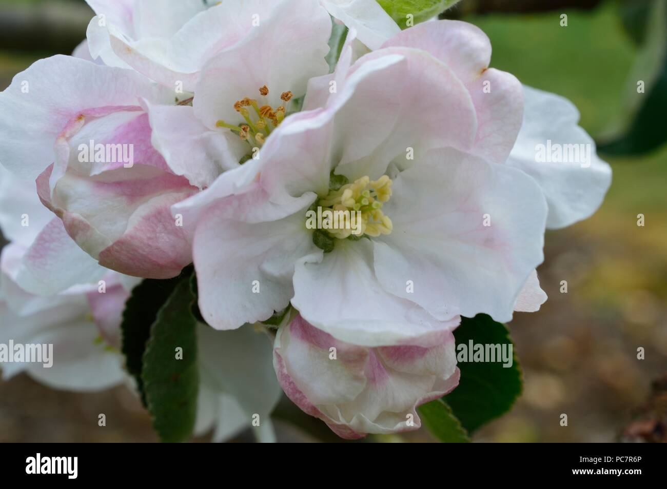 Apple sconosciuto Foto Stock