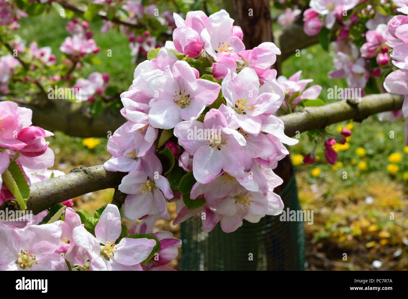 Apple upton pryne Foto Stock