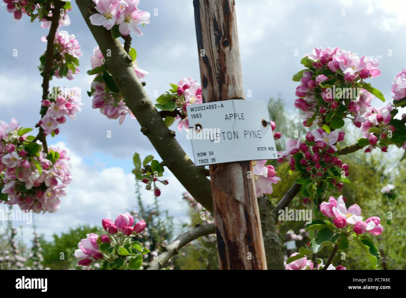 Apple upton pryne Foto Stock