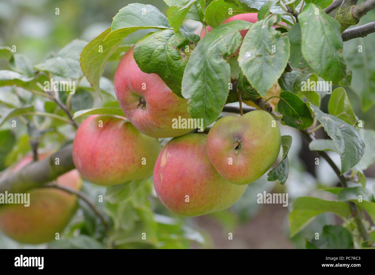 La vittoria di Apple Foto Stock