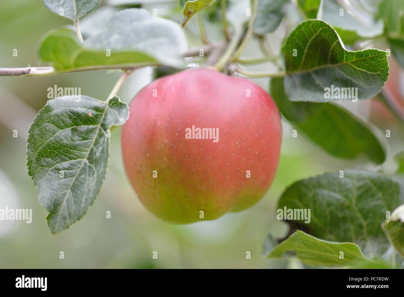 Apple violette Foto Stock
