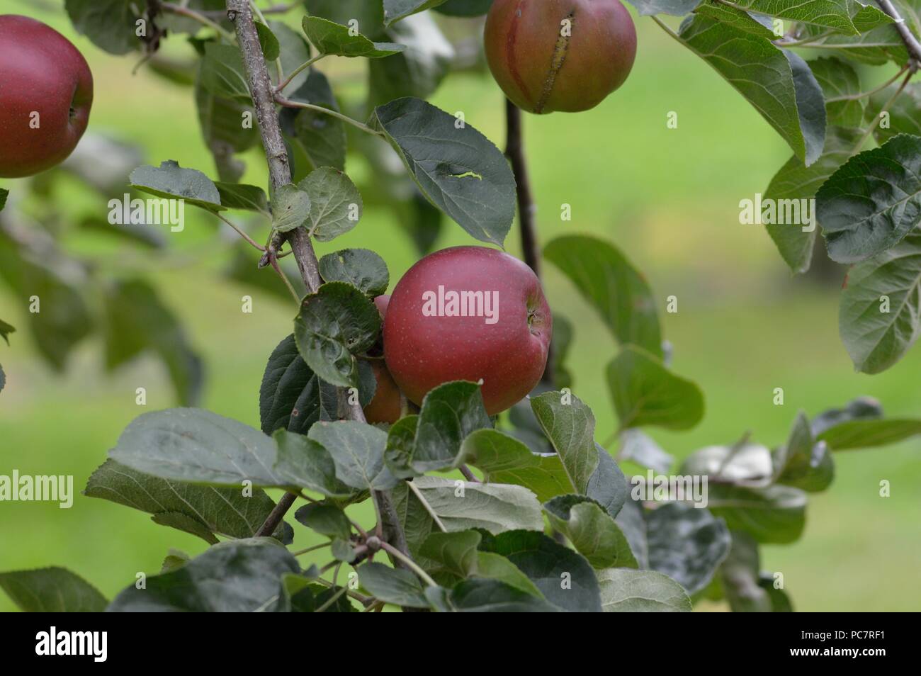 Apple violette Foto Stock