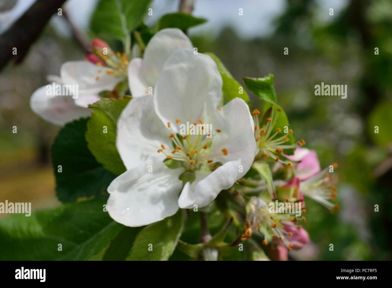 Apple Bella Vista Foto Stock