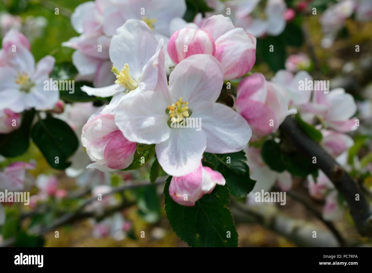 APPLE wARNERS re Foto Stock