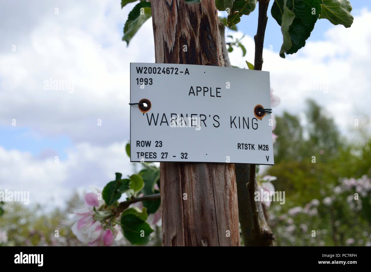 APPLE wARNERS re Foto Stock