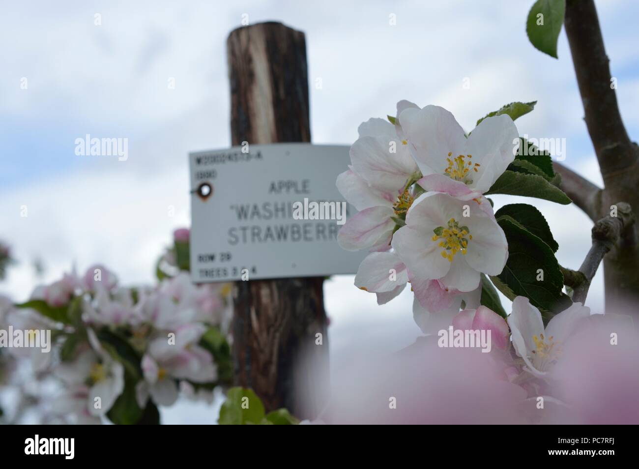 APPLE Washington fragola Foto Stock