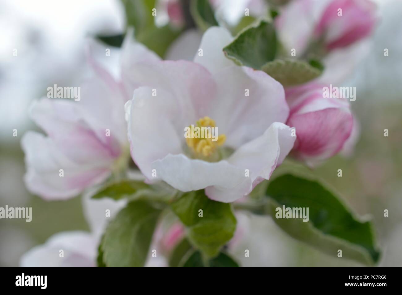Apple Washington fragola Foto Stock