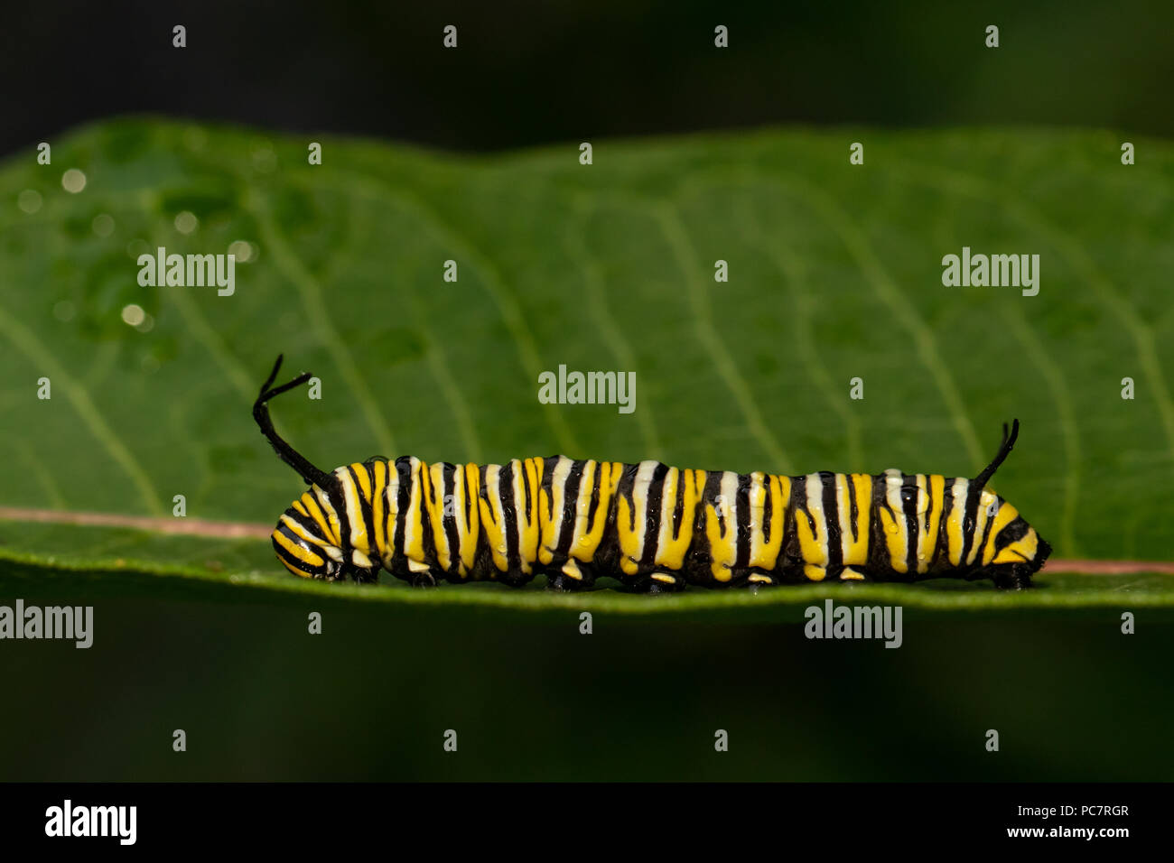 La Monarch caterpillar munching su milkweed - Danaus plexippus Foto Stock