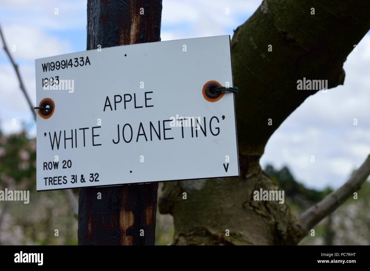 Apple joaneting bianco Foto Stock