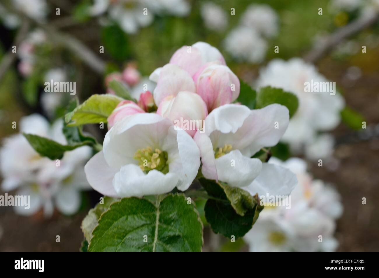 Apple joaneting bianco Foto Stock