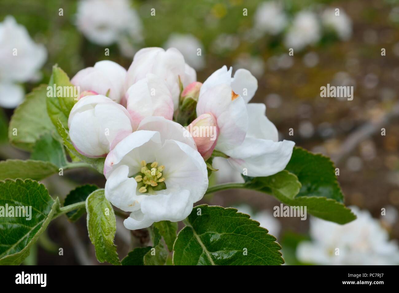 Apple joaneting bianco Foto Stock