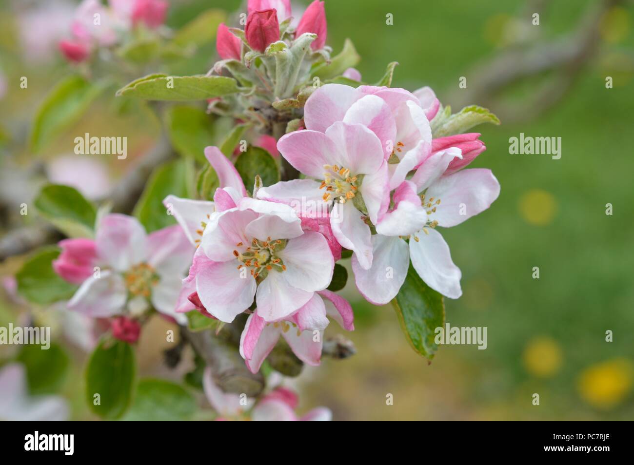 Apple Hawthomden invernale Foto Stock