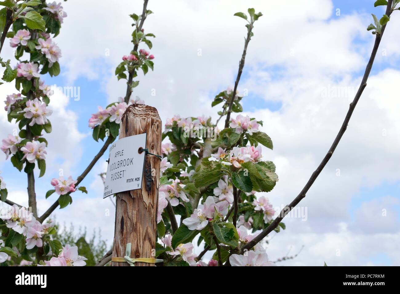 Apple Woolbrook Russet Foto Stock