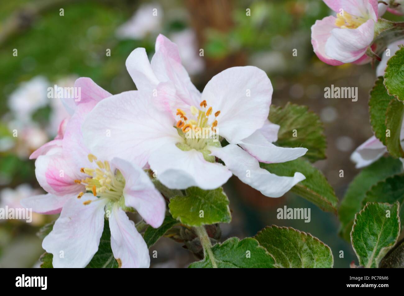 Apple Woolbrook Russet Foto Stock