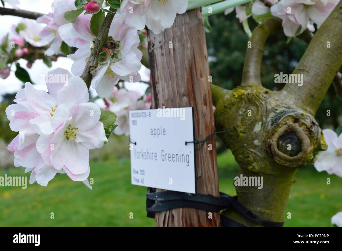 Apple Yorkshire Greening Foto Stock
