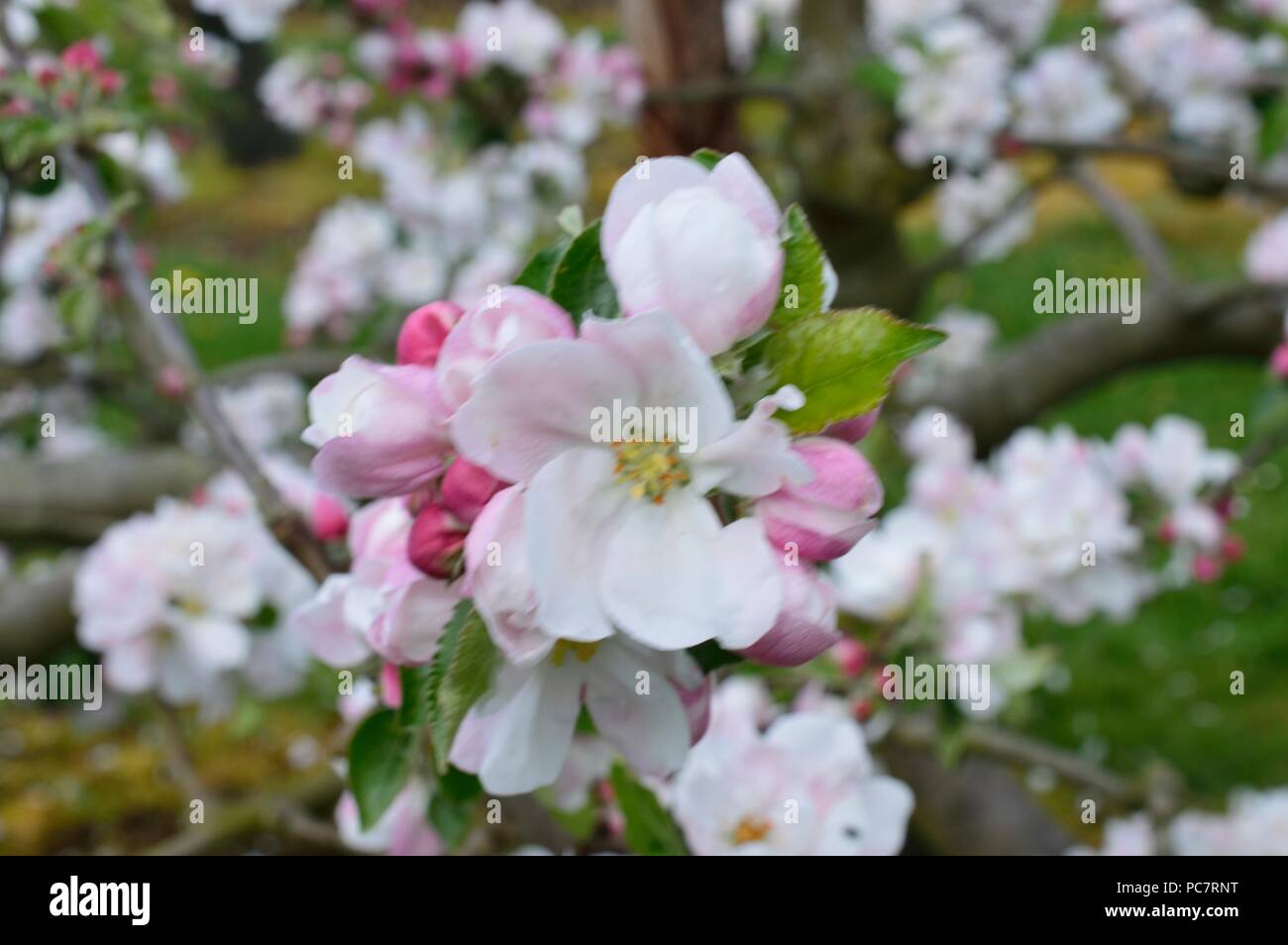 Apple Yorkshire Greening Foto Stock