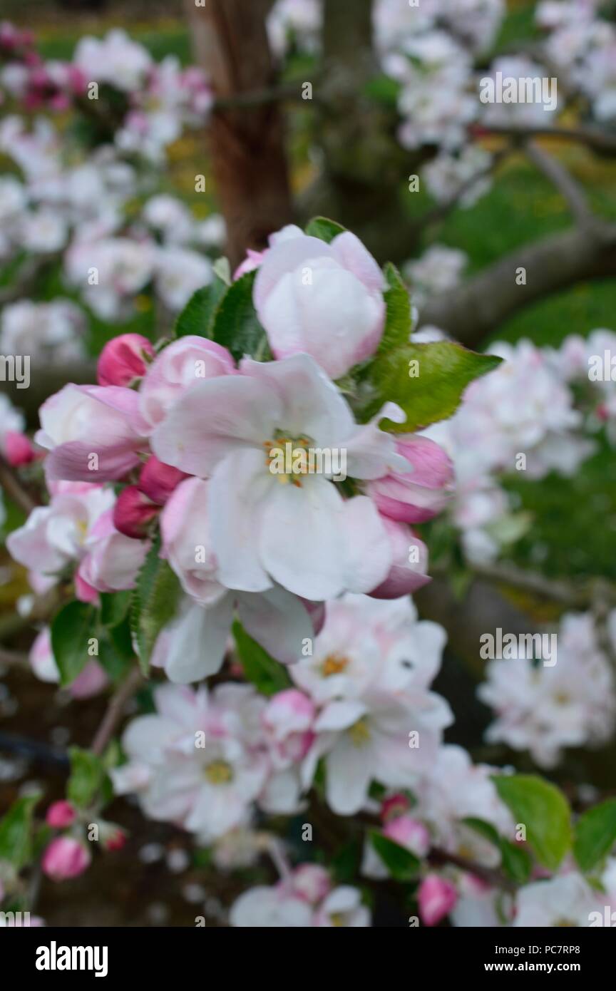 Apple Yorkshire Greening Foto Stock
