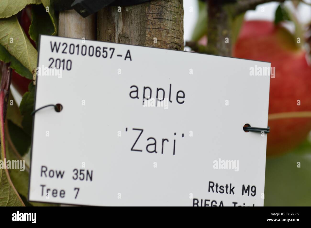 Zari Apple Foto Stock