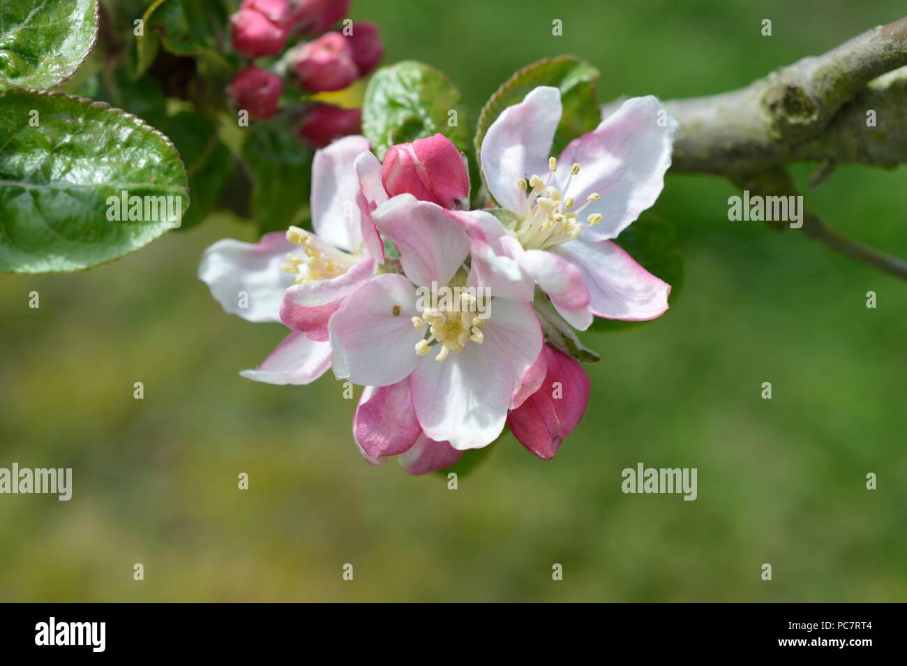 Apple Baumanns Reinette Foto Stock