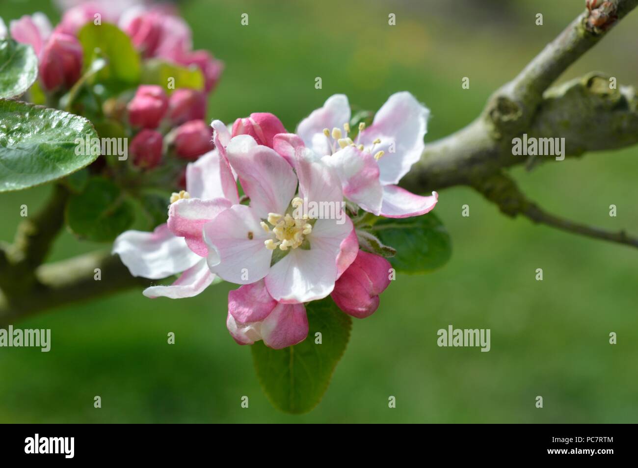 Apple Baumanns Reinette Foto Stock