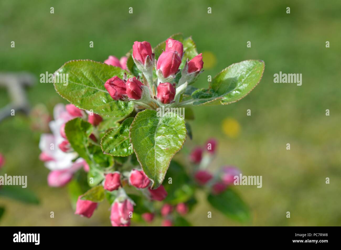 Apple Baumanns Reinette Foto Stock