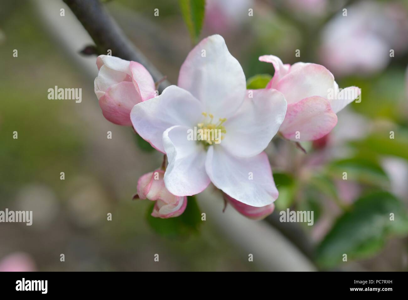 Apple Mignonne olandese Foto Stock