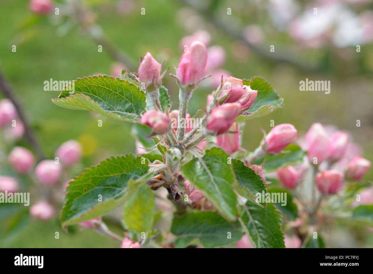 Apple Mignonne olandese Foto Stock