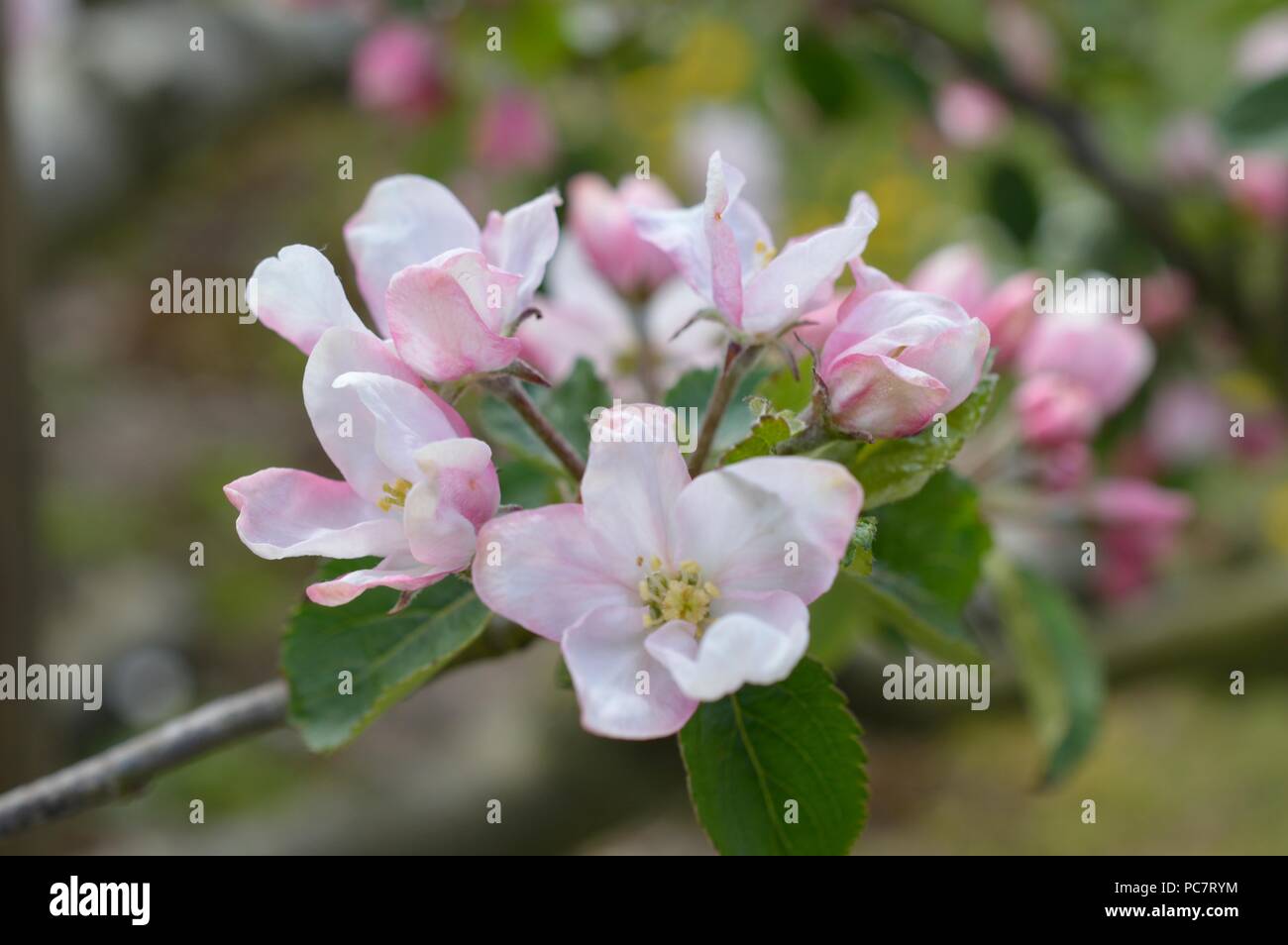 Apple Mignonne olandese Foto Stock