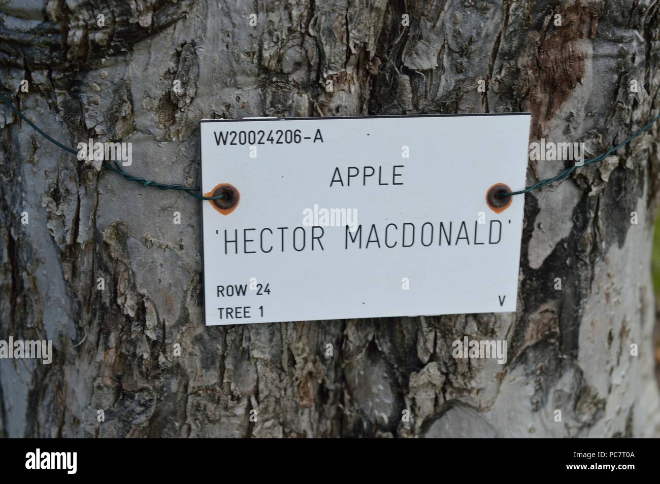 Apple Hector Macdonald Foto Stock
