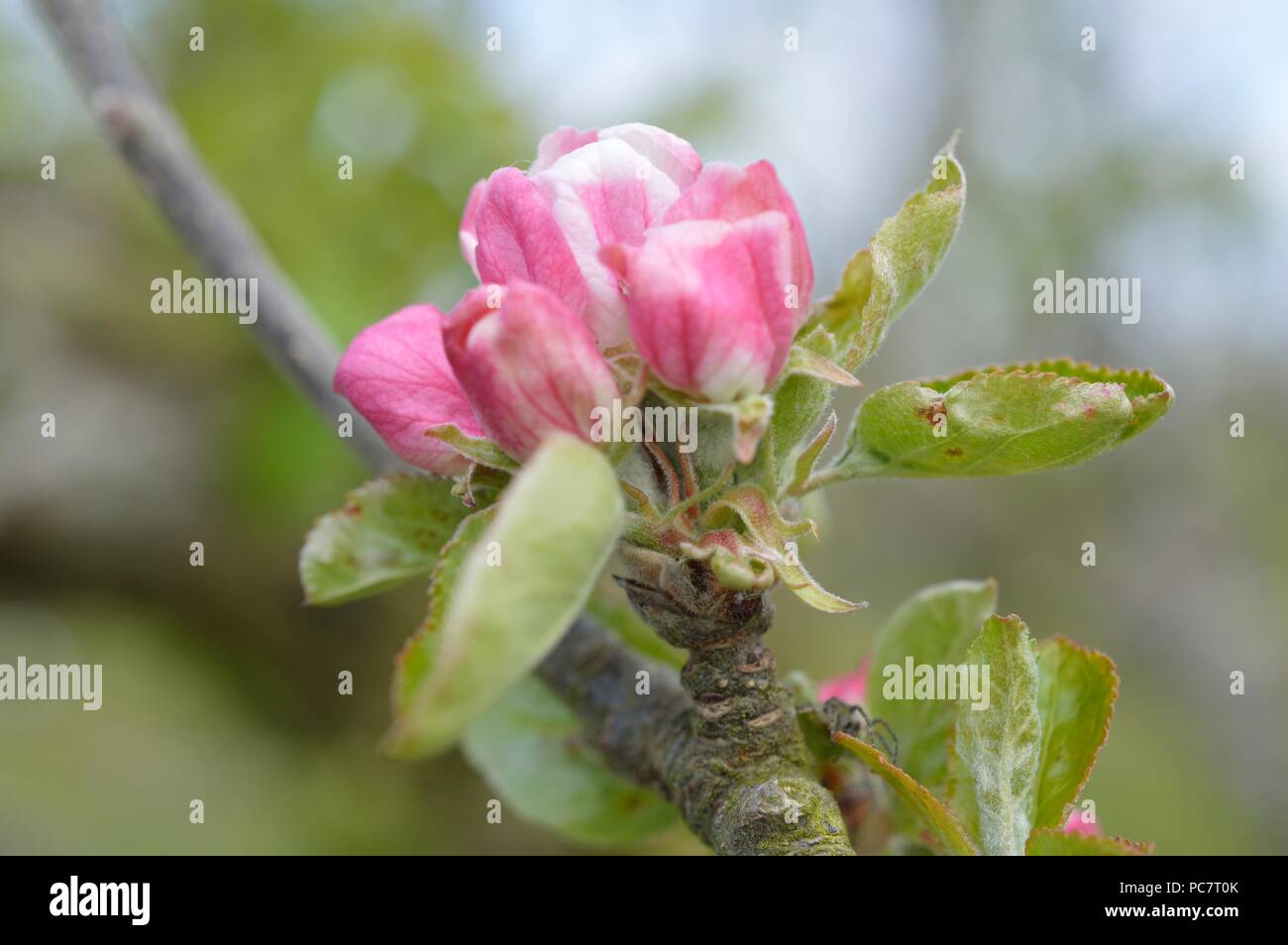 Apple Hector Macdonald Foto Stock