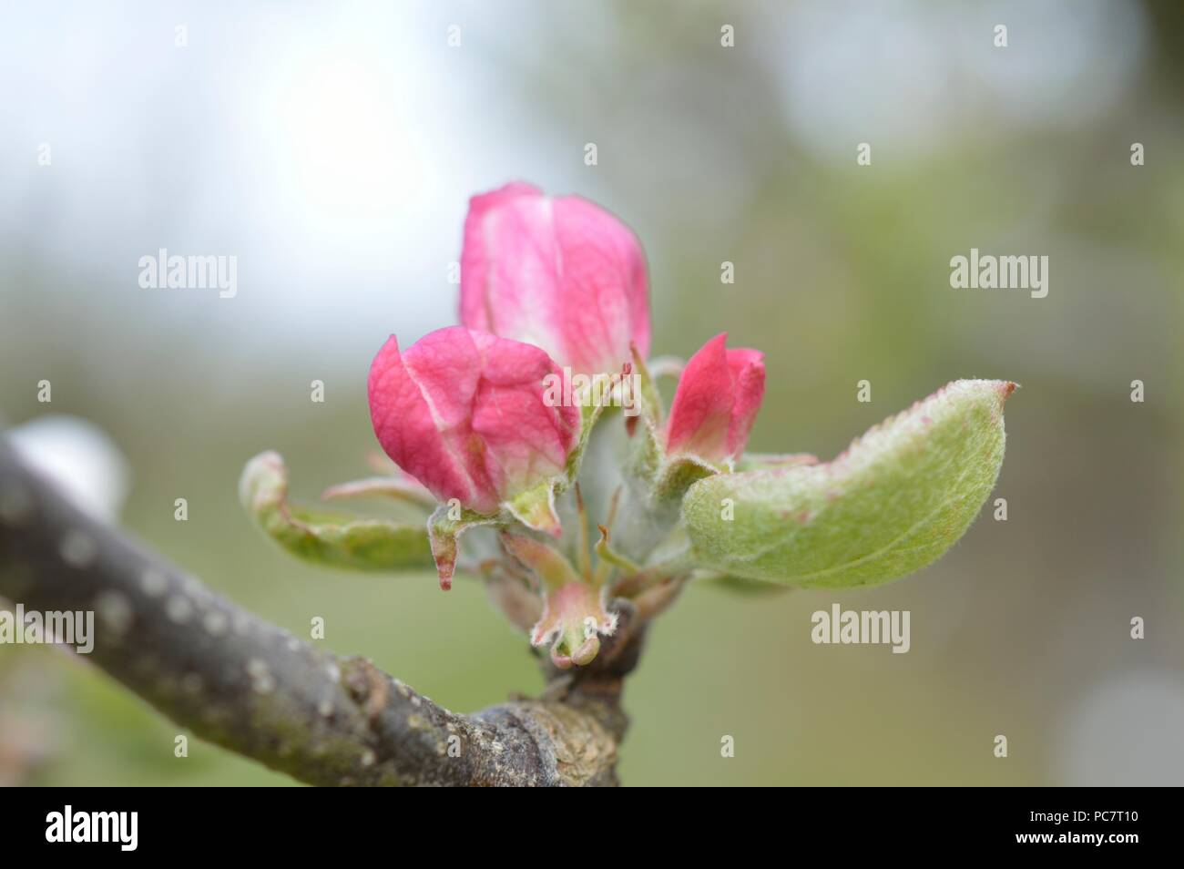 Apple Hector Macdonald Foto Stock