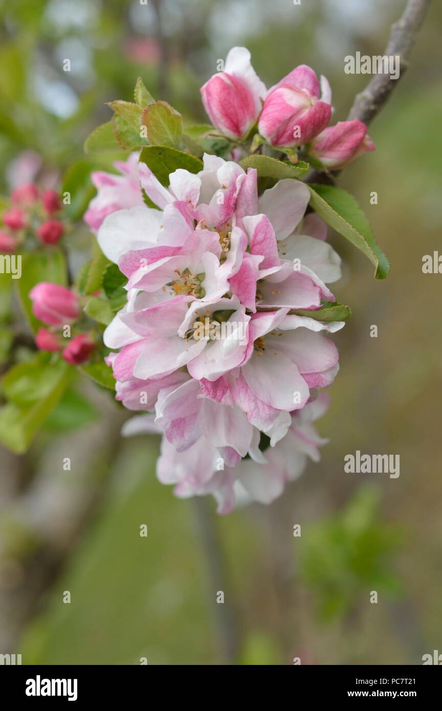Apple Hector Macdonald Foto Stock