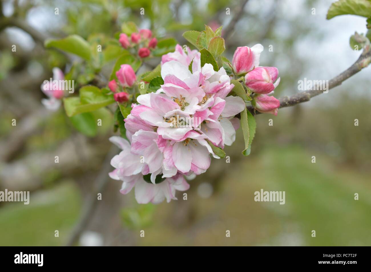 Apple Hector Macdonald Foto Stock