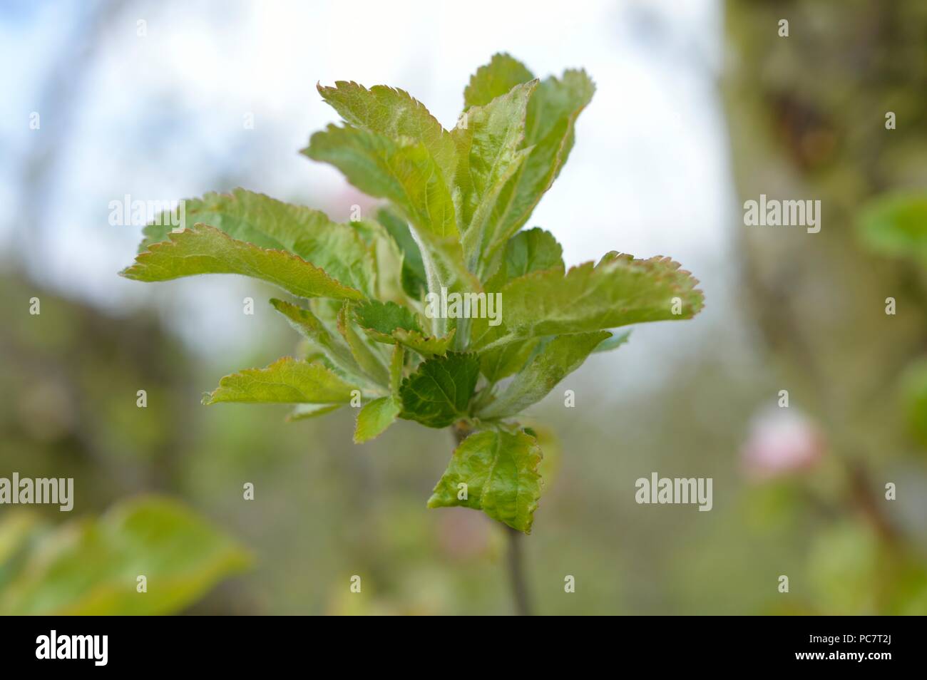 Apple Hector Macdonald Foto Stock