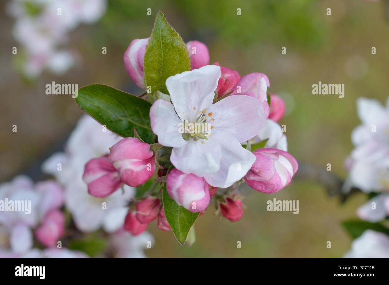 Apple Joyce Foto Stock