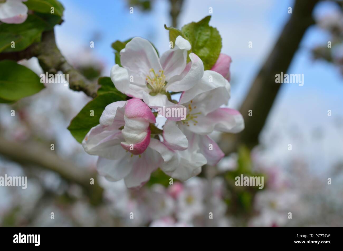 Apple Joyce Foto Stock