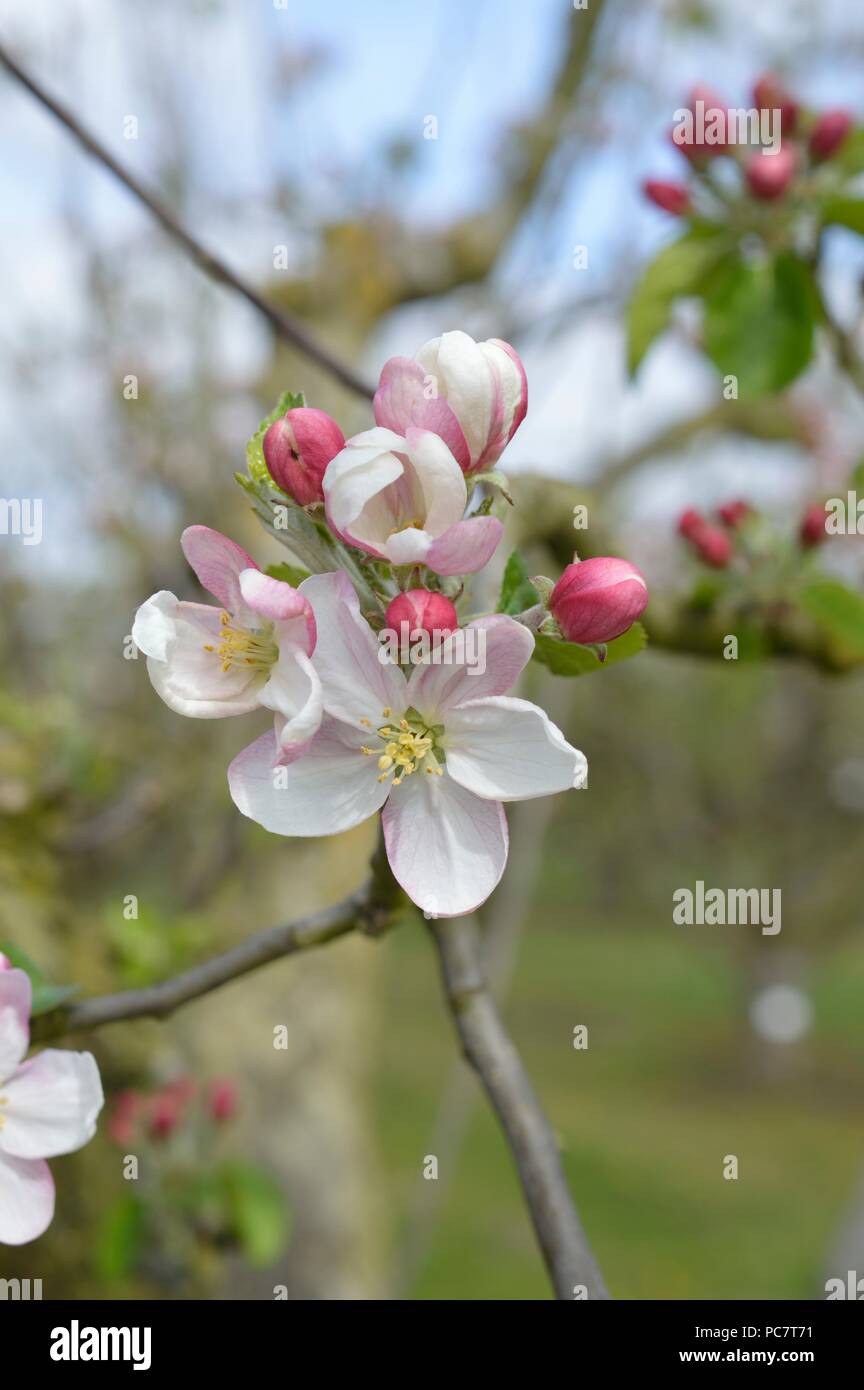 Apple kerry Pippin Foto Stock