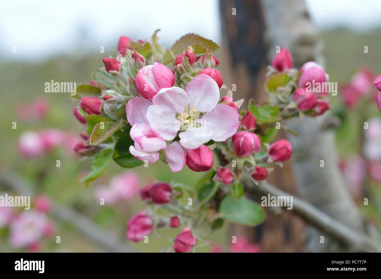 Apple Codin Manks Foto Stock