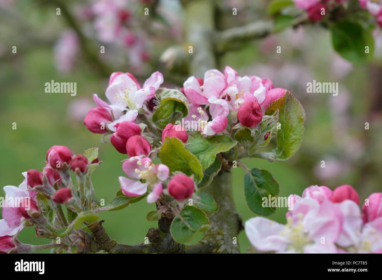 Apple Codin Manks Foto Stock