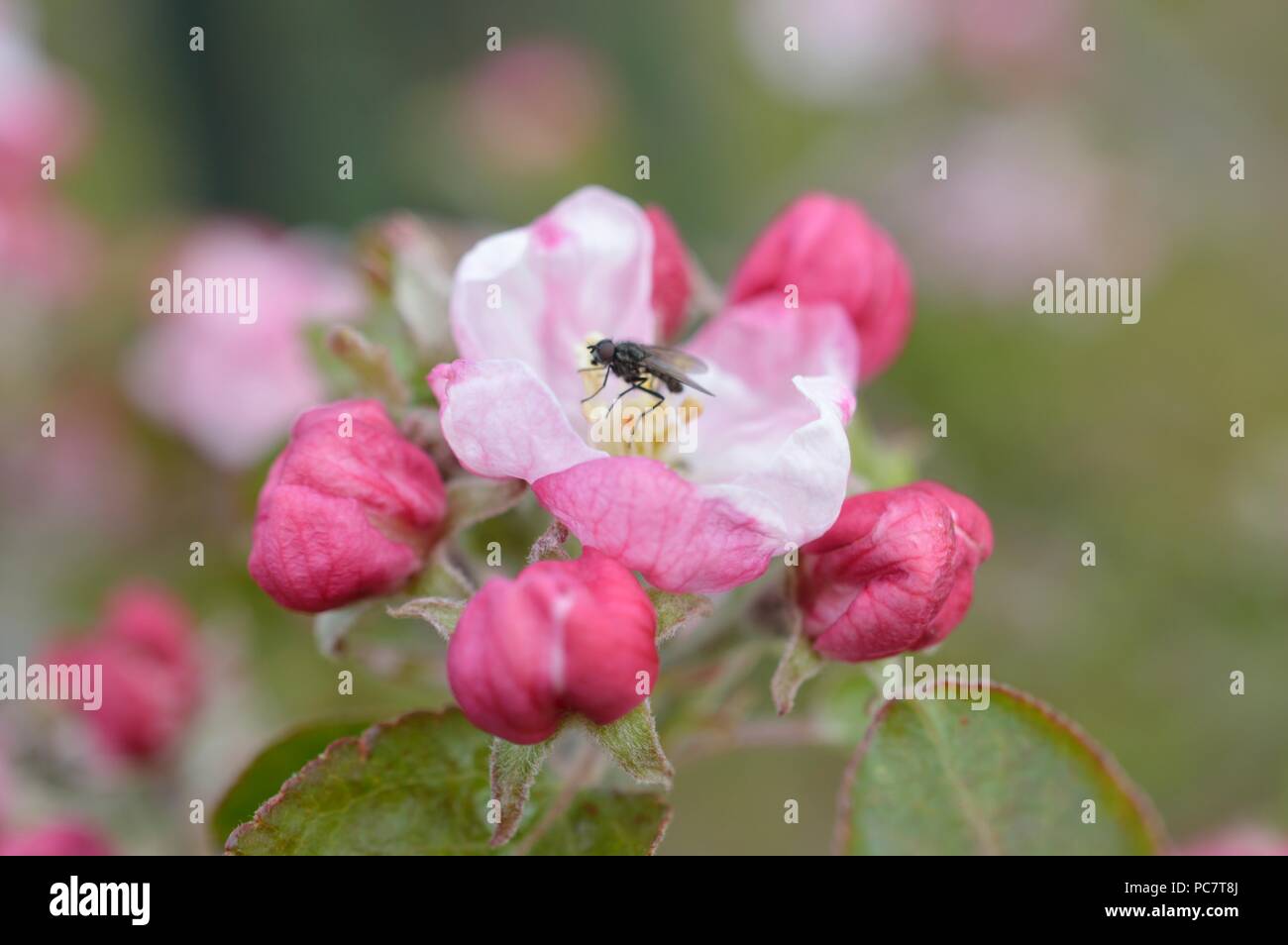 Apple Codin Manks Foto Stock
