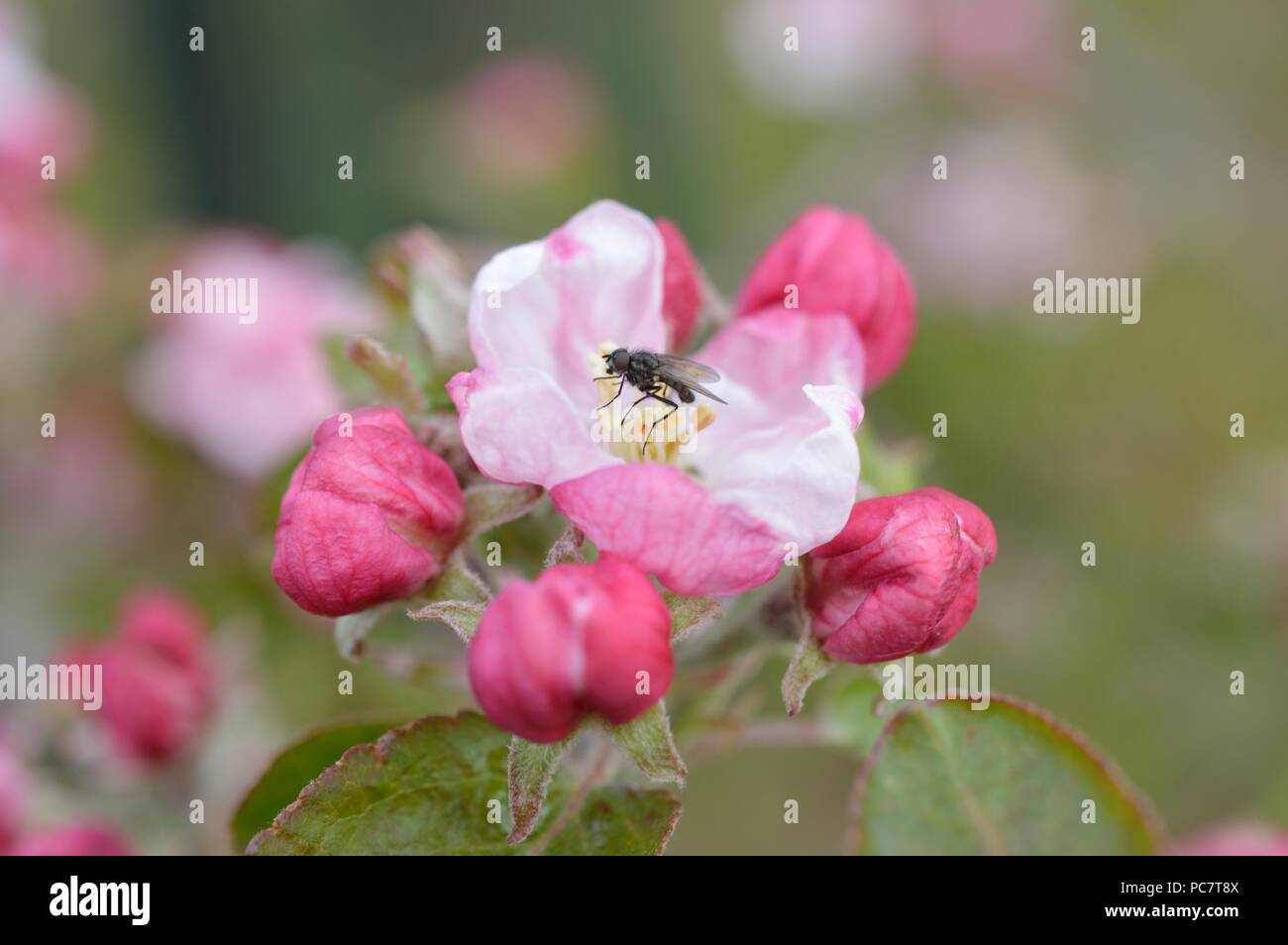 Apple Codin Manks Foto Stock