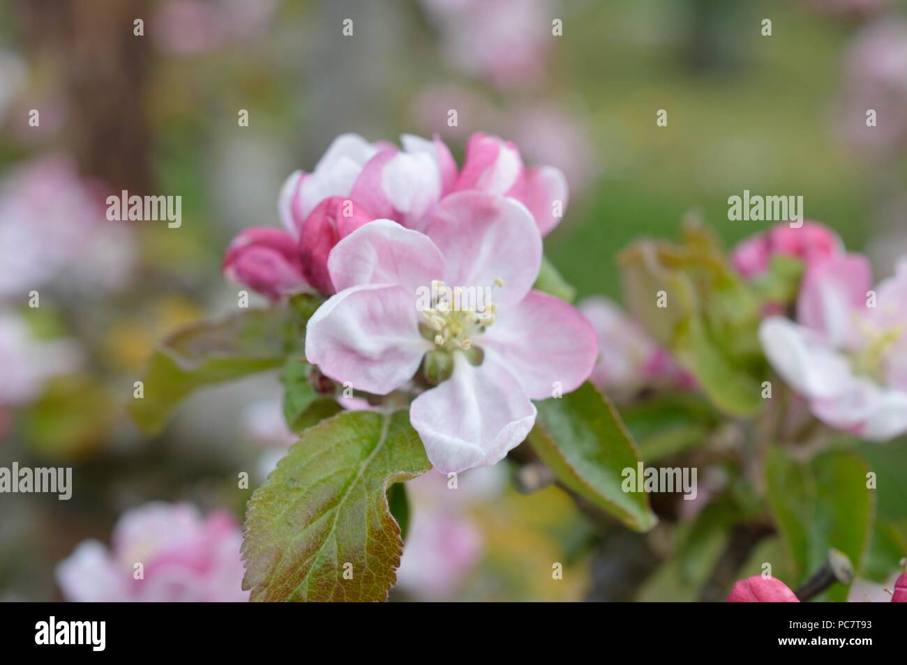 Apple Codin Manks Foto Stock