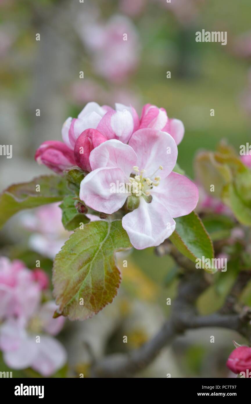 Apple Codin Manks Foto Stock