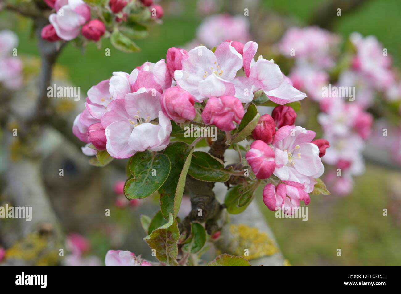 Apple Codin Manks Foto Stock