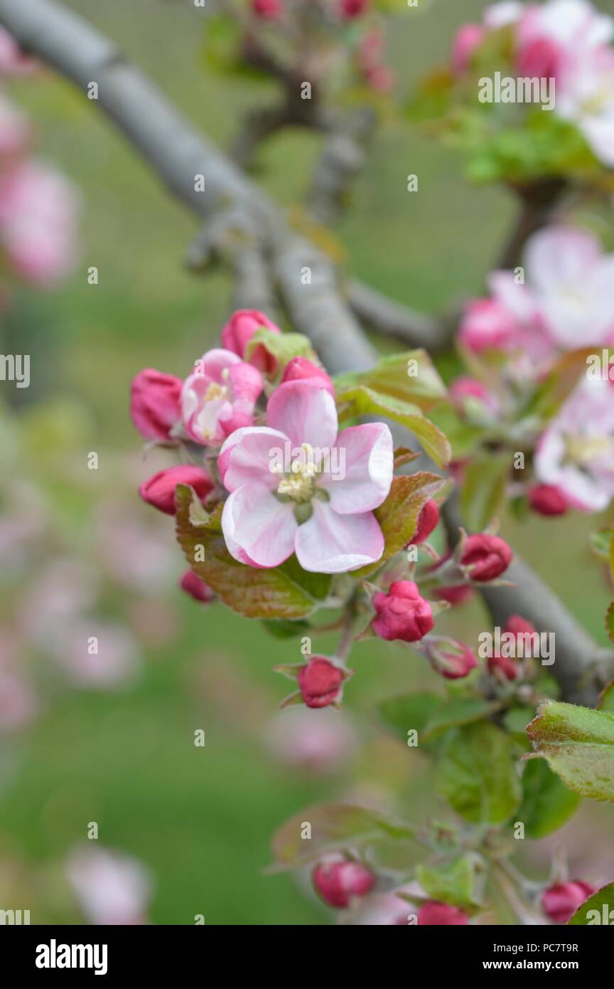Apple Codin Manks Foto Stock