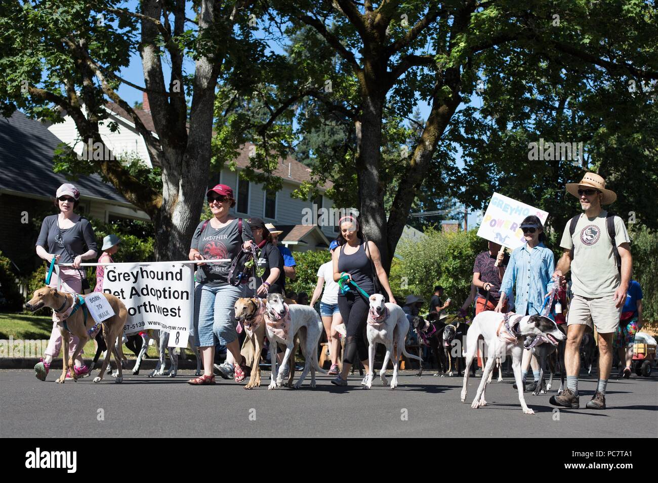 Un levriero adozione gruppo marciando al Eug Parade di Eugene, Oregon, Stati Uniti d'America. Foto Stock