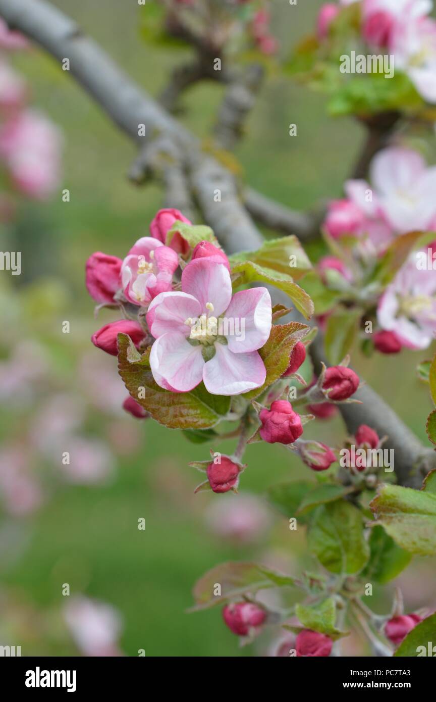 Apple Codin Manks Foto Stock
