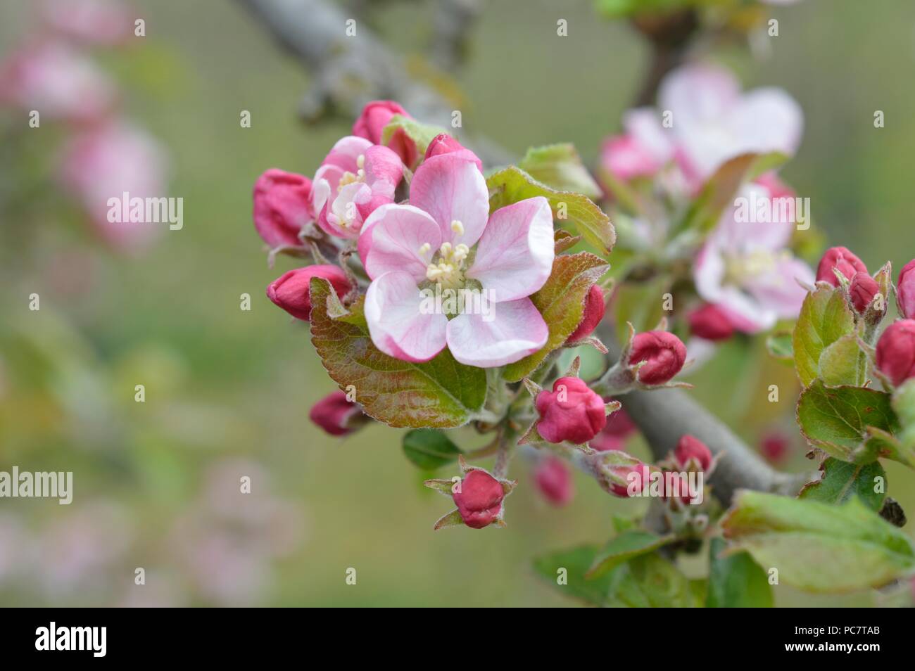 Apple Codin Manks Foto Stock